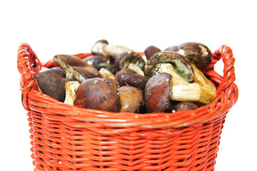 Orange basket with mushrooms