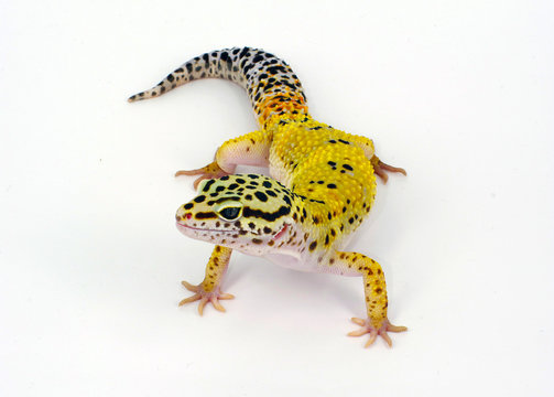 geco leopardino Eublepharis lucertola