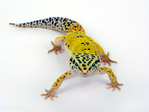 geco leopardino