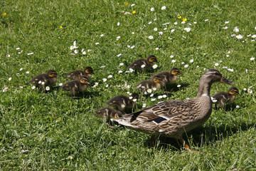 Stockentenfamilie