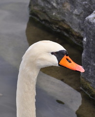 Obraz premium Schwan