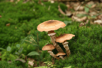 Fungus and moss