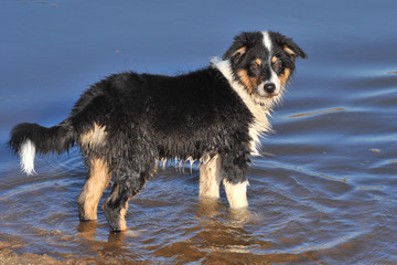 Australian Shepherd