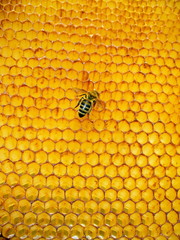 apis rodopica