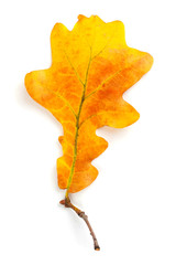Yellow autumn leaf isolated on white background