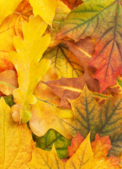 Naklejka na ściany i meble Beautiful yellow autumn leaves background