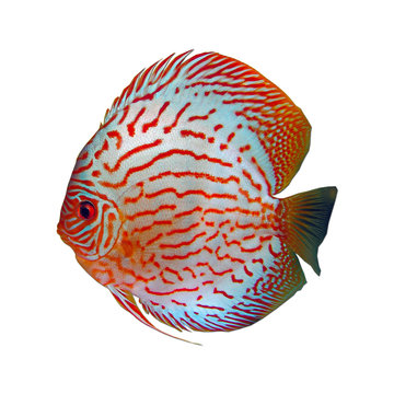 Discus Symphysodon pesce tropicale