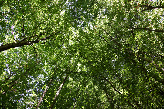 Beech Forest in Abruzzo, Italy