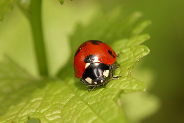 Ladybug