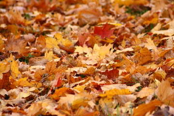 Herbstlaub am Boden