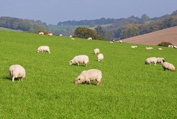 Fototapeta premium An English Rural Landscape with Grazing Sheep