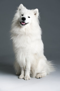 Samoyed dog