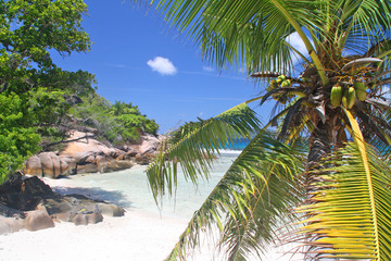 Palm tree with coconuts, Grand Soer, Seychelles
