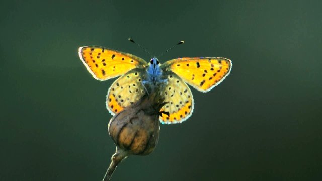 Farfalla posata