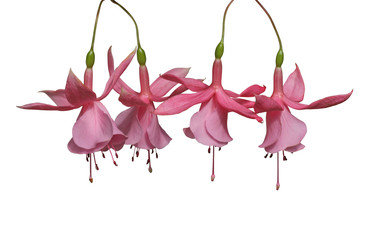 Obraz premium fleurs de fuchsia rose