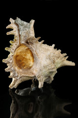 big mollusc isolate on black