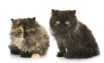 two persian kittens