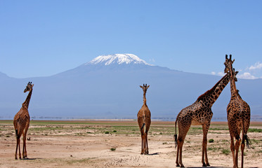 Kilimanjiaro