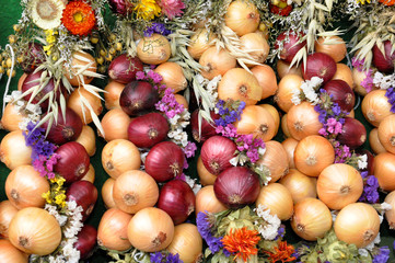 bunte Zwiebelzöpfe auf den Zwiebelmarkt in Weimar © Henry Czauderna