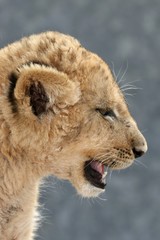 Lion Cub Profile