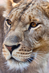 Close-up of Lioness