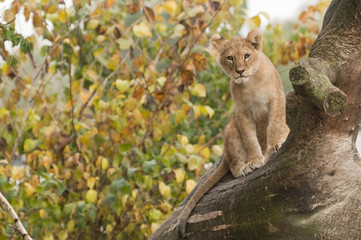 Young subject of lion, Panthera leo