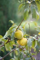 Apricots on Green Branch