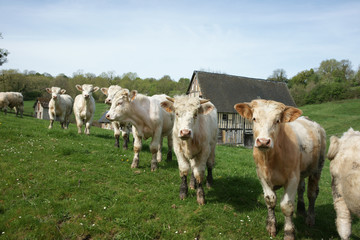 Animal ferme vache 26