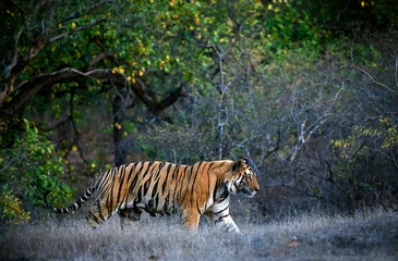 Papier Peint photo autocollant Tigre Tigre du Bengale.