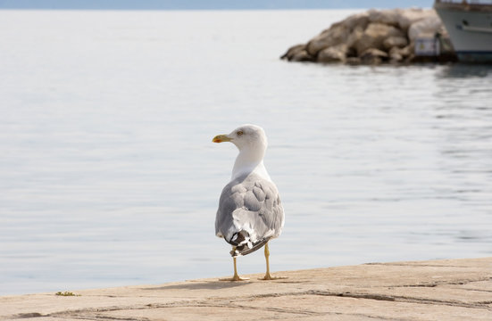 Seagull on the Pier