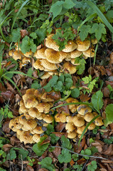 Group of orange leopard mushrooms among green and brown leaves