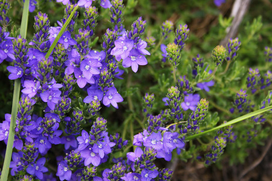 Flores Lilas