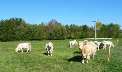 Kühe auf der Weide