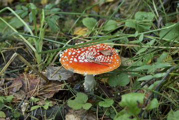 Mushroom