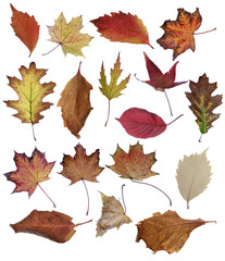 Herbstblätter