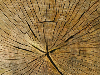 Querschnitt eines alten Baumstammes