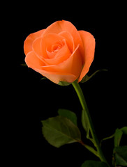 single orange rose; isolated on black background;
