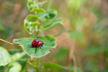bugs making love