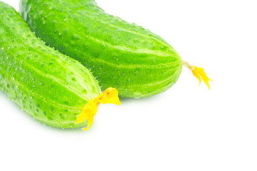 two fresh green cucumbers over white