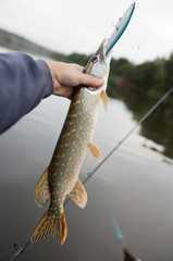 Fisherman holding northern pike