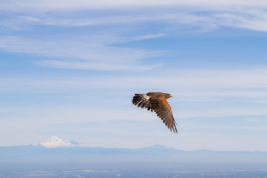 Golden Eagle In Flight