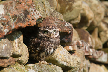 Little Owl (Athene noctua)