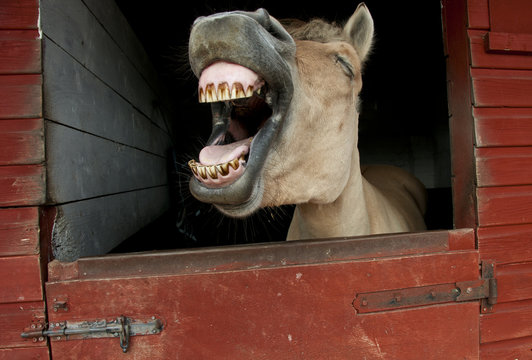 Lachendes Pferd