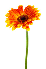 beautiful bright gerbera