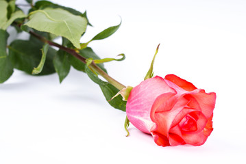pink rose on white background