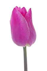 tulip close-up