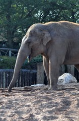 Fototapeta na wymiar Elephant trunk