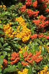 Feuerdorn, Pyracantha, September, Herbst