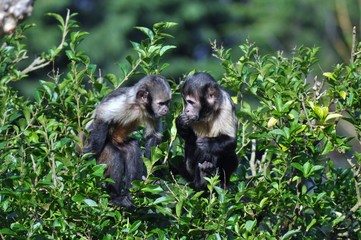 Wild monkeys