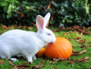 Albino Flemish Giant Rabbit nibbling at pumpkins